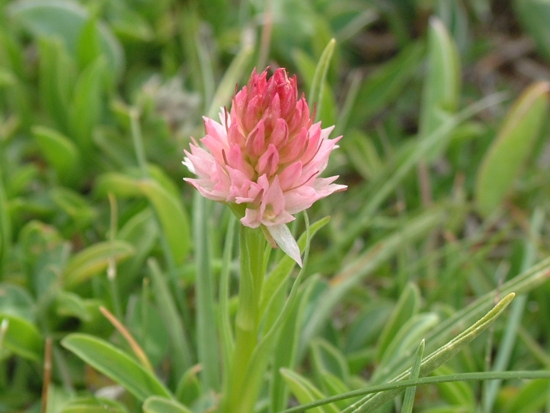 Nigritella widderi